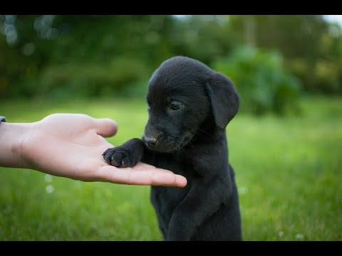 Two Rescue Labs Who Were Completely Frozen | The Dodo Adopt Me!