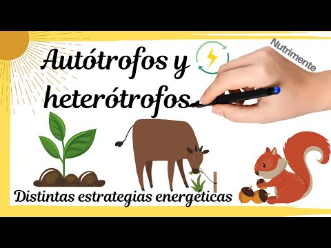 Video: Autótrofos Y Heterótrofos: Su Papel En El Ecosistema