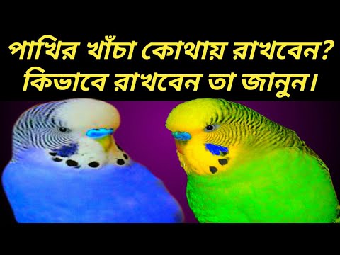 ভিডিও: কোথায় একটি ঝাঁকুনি পাখির ঘর রাখবেন?