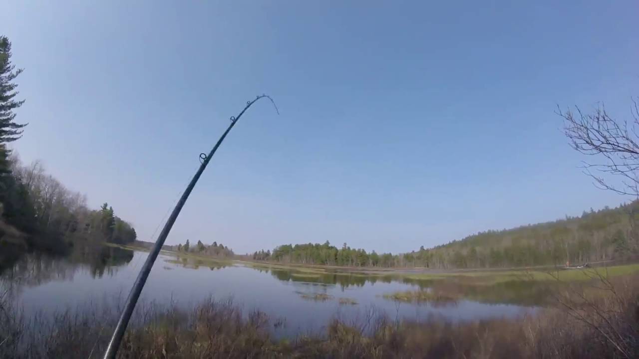 Largemouth Bass fishing in Maine YouTube