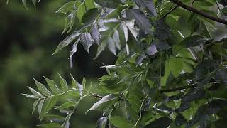Tree Leaf in Rainfall for sleep, mediation and relaxation to help aid ADD/ADHD Standard Version.