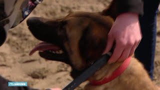 Zonsverduistering feit Ventileren Schokhalsband' voor honden verboden: 'Maar het is geen dierenmishandeling'  - RTL NIEUWS - YouTube