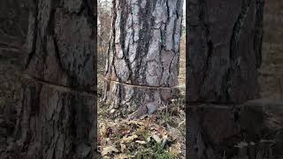 What The Chainsaw Cut To The Tree Looks Like #Wood #Tree #Sthilms500I #Viral #Farming #Farming