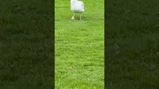 Download Lagu Seagull dancing #dance #seagull #seagulls #silly #shorts MP3 Download Lagu Seagull dancing #dance #seagull #seagulls #silly #shorts MP3