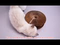 2PACK Kitty Kurlz Cat Toy