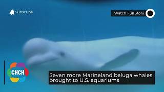 Seven more Marineland beluga whales brought to U.S. aquariums Seven more Marineland beluga whales brought to U.S. aquariums