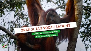 ORANGUTAN VOCALISATIONS