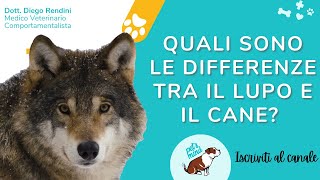 Quali sono le differenze tra il lupo e il cane?