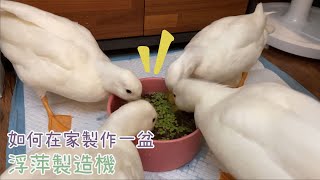 ﹝豆唬&奶鬧 | 柯爾鴨﹞教大家如何在家輕鬆養一盆的浮萍給鴨子吃健康又營養