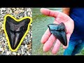 Como Encontrar Um Valioso Dente de Megalodonte