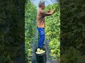 Smart farmers produce white melons at low cost #shorts