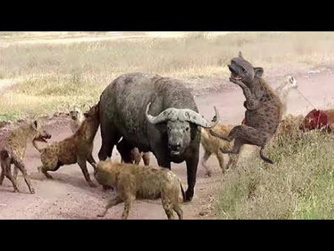 Most Amazing! Hyena vs BuffaloㅣHyena AttacksㅣWild Animal Attacksㅣ버팔로 vs 하이에나 숨막히는 전투!