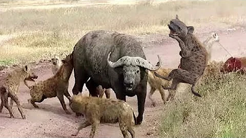 Most Amazing! Hyena vs BuffaloㅣHyena AttacksㅣWild Animal Attacksㅣ버팔로 vs 하이에나 숨막히는 전투! - DayDayNews