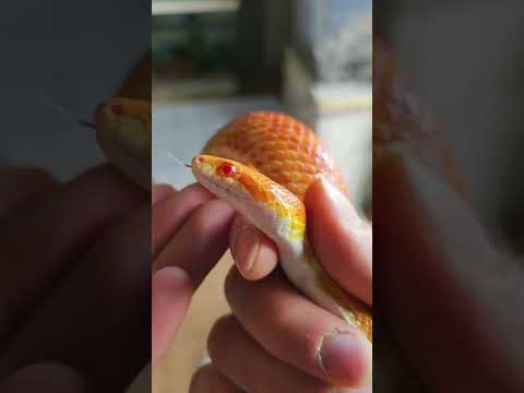 Video: I serpenti hanno la spina dorsale?