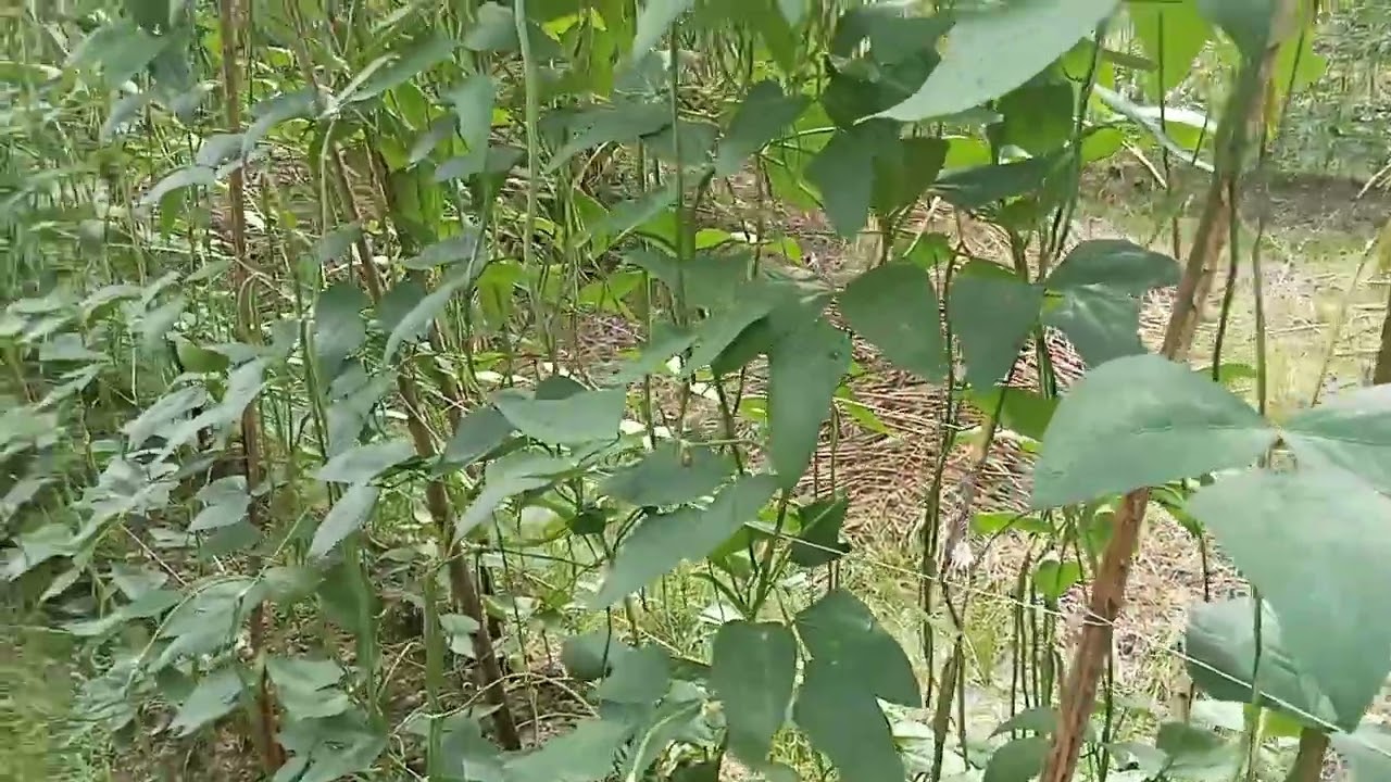 berbudidaya kacang panjang sangat menggiurkan