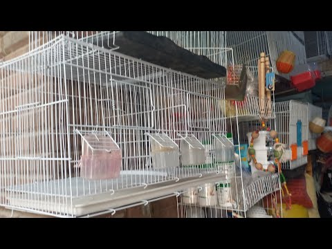 اسعار الاقفاص والسلاكات والمطارات وأكل العصافير عند الحاجة ام علي ومكانها ورقمها سوق الأحد ١٨مايو