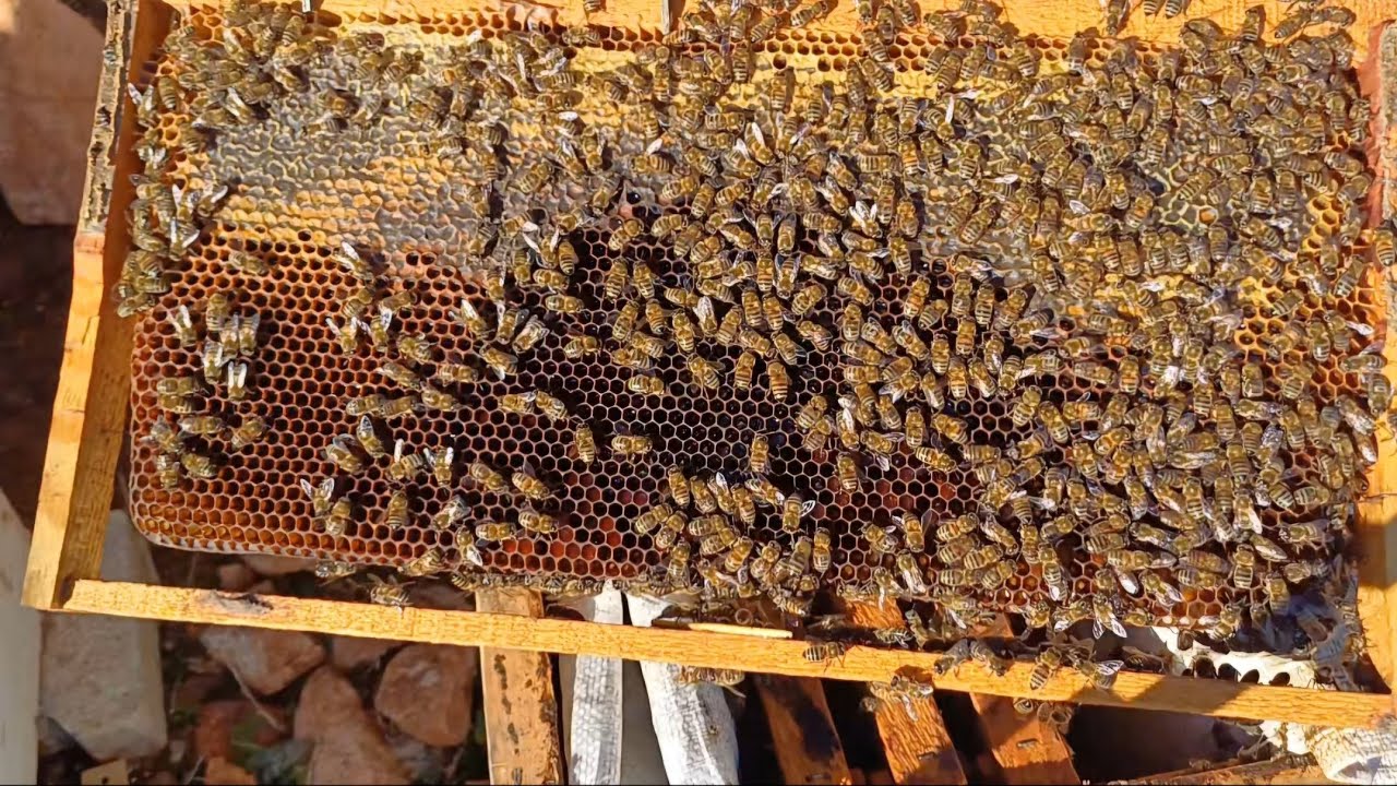 ilk Arı Bakımı 2025#oksalid asid uygulamasi#arımızın stok kontrolü yavru kontrolü#fondon kek verme