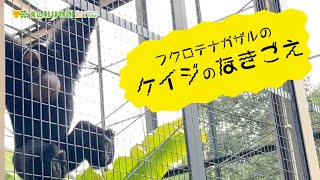 【東山動植物園公式】ケイジの鳴き声、久しぶりにお届けします《 フクロテナガザル　テナガザル　サル 》