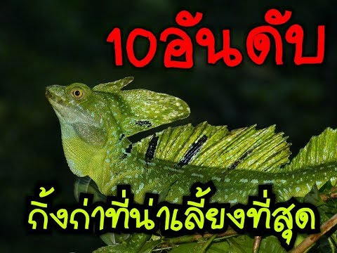 10อันดับ กิ้งก่าที่น่าเลี้ยงที่สุด