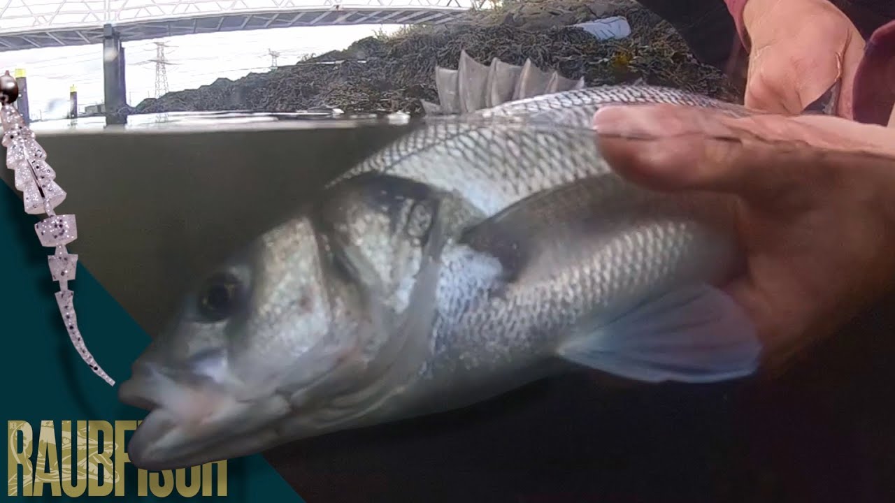 Jiggen auf Wolfsbarsche in Rotterdam