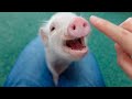 かまってほしくてブヒブヒ鳴いてくるミニブタがこちらです笑【21日目】