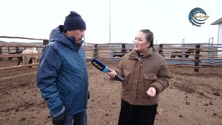 БАУЫРЖАН ОСПАНОВТЫҢ ҚОЖАЛЫҒЫ ЖЫЛҚЫ ТҰҚЫМЫН АСЫЛДАНДЫРУДА / AGROLIFE / 18.11.2022