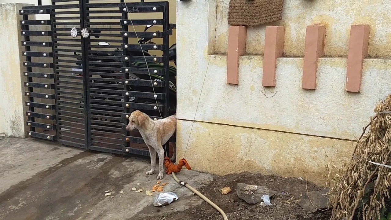 Stray Dog Stuck in a Gate || ViralHog - YouTube