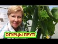 ОГУРЦЫ попрут от таких подкормок!