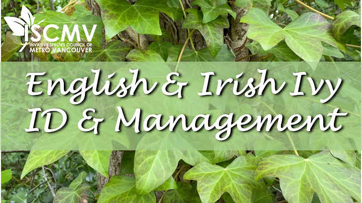 Identification and Management of English Ivy & Irish Ivy
