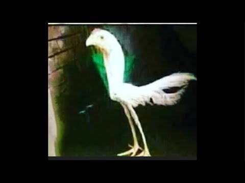 معاجيييلش مو دجاجة المسطاشة اليوم المستعلاجااات ومرحبا بمتتبعينك