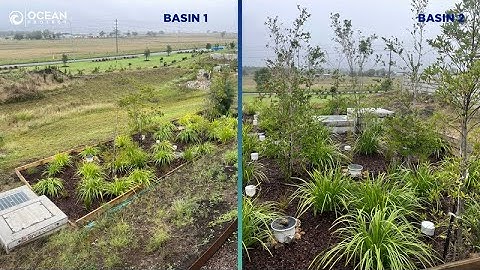 Inspection of Filterra® bioretention at Charlton, QLD