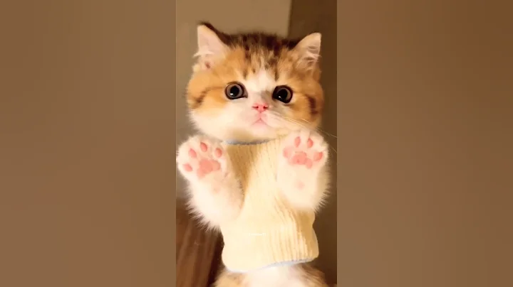 Video 11790611: cat kitten meow cutecats, catlover cats kittycat, funnycats catlove kittycat, kitty catlover funnycats, kitty catlover cats funny