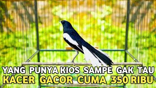 Download Lagu YANG PUNYA KIOS SAMPE GAK TAU KALO KACER INI GACOR CUMA DIJUAL 350 RIBUAN DI PASAR BURUNG PRAMUKA MP3 Download Lagu YANG PUNYA KIOS SAMPE GAK TAU KALO KACER INI GACOR CUMA DIJUAL 350 RIBUAN DI PASAR BURUNG PRAMUKA MP3