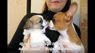 ЩЕНКИ ЧИХУА - Д - Ш И Г - Ш = ПРОДАЖА И РЕЗЕРВ #ПРОДАМЩЕНКАЧИХУА( ПИТОМНИК "МАРИ МИСТИК" ) ЩЕНКИ ЧИХУА - Д - Ш И Г - Ш = ПРОДАЖА И РЕЗЕРВ #ПРОДАМЩЕНКАЧИХУА( ПИТОМНИК "МАРИ МИСТИК" )