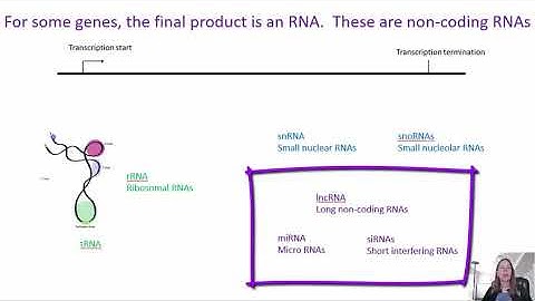 Non coding RNAs