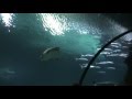 SHARK POOL WATER SLIDE - Las Vegas! - YouTube
