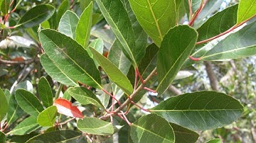 TLV: Đoạn văn trong bài văn miêu tả cây cối - Tiếng việt lớp 4