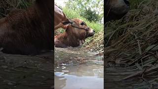 Rescatando Vaquitas Atoradas ! 🐄