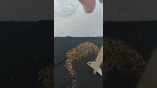 Doğadan Çaylarının Icinde Olan Küçük Haplar😓 Resimi