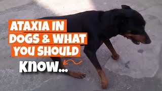 ATAXIA IN DOGS: What You Need or Should Know