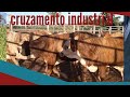 O cruzamento industrial pra juntar com vacada nelores será boa opção?