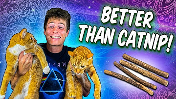 Silvervine - A Cat’s Ultimate High! // The #1 Catnip Alternative!