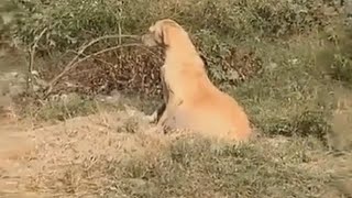he couldn't move because his stomach was too big, miracle happened to him🐕🐕 by kittins baby NANA  343 views 2 years ago 3 minutes, 30 seconds