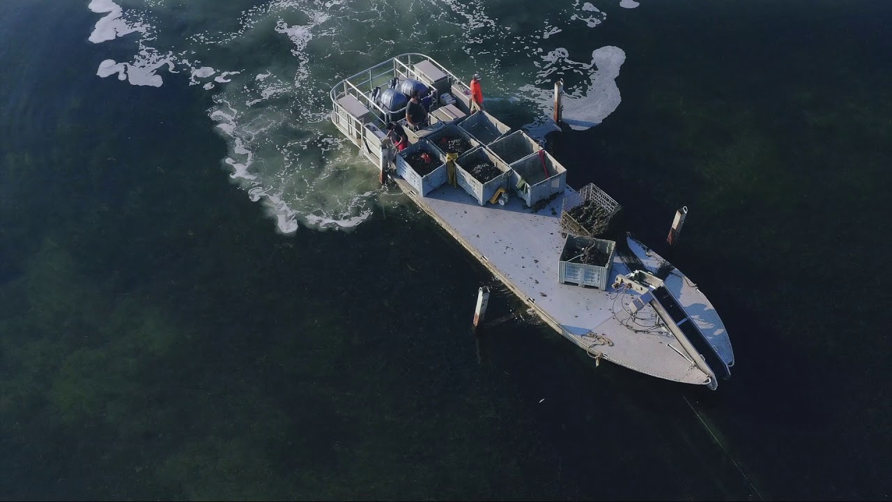 Huîtres Spéciales Tarbouriech - Marée Solaire