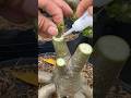How to graft adenium obesum with glue #adenium #howtogrowadenium