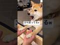 Shiba Inu Paws While Complaining ShibaInu Dog Funny LifeWithDogs Cute