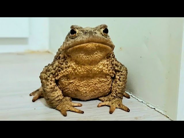 Серая жаба вышла из зимней спячки и прискакала в город