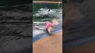 ランバードッグフィールド①　2020.9.11