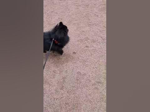 Sammy vägrar att gå förrän ham ser att Mormis är i bilen och inte syns