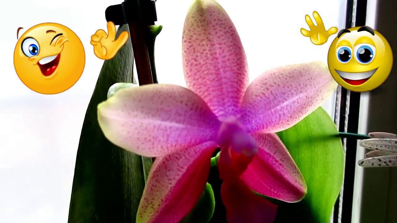 Орхидеи. Восстановление корней после ожога.\\Orchids. Restoration of ...